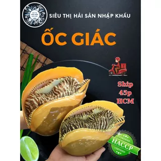 HỎA TỐC - THỊT ỐC GIÁC LÀM SẠCH 1KG