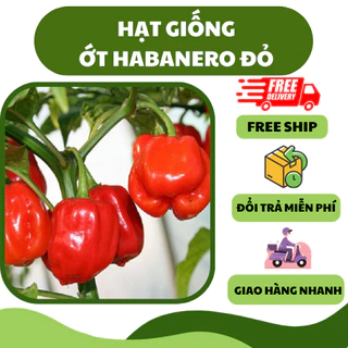 Hạt giống ớt siêu cay đỏ habanero (5 hạt) - thơm ngon, nảy mầm nhanh