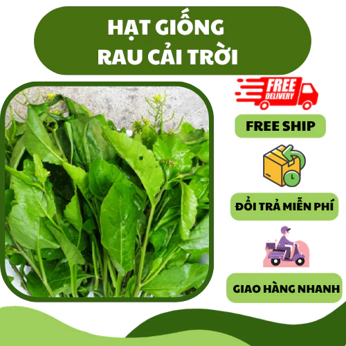 Hạt giống rau cải trời (100 hạt) - dễ trồng, nảy mầm nhanh