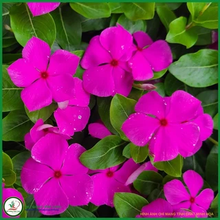 Hạt giống hoa Dừa cạn rủ Lilac - 10 hạt