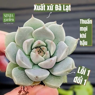 Sen đá hoa hồng trắng SONDA GARDEN size mini 2.5-4cm, cây cảnh trang trí nhà cửa, lỗi 1 đổi 1