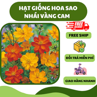 Hạt giống hoa sao nhái vàng cam (200 hạt) - hoa dễ trồng, trang trí sân vườn