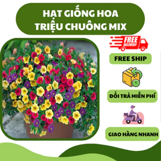 Hạt giống hoa triệu chuông nhiều màu (50 hạt) - hoa đẹp, dễ trồng