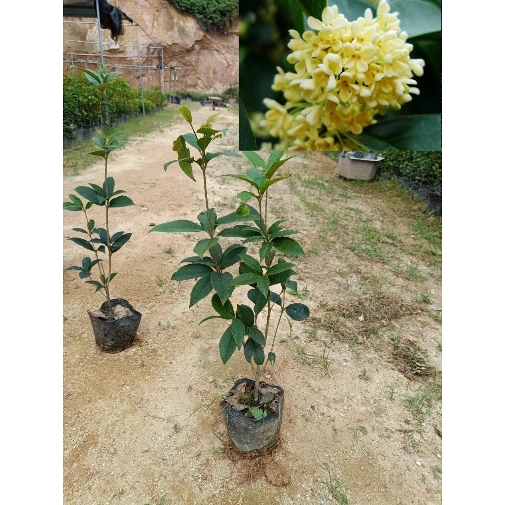 Cây giống Mộc Hương Cao 50 Cm, cho hoa sau 1 năm trồng