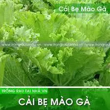 gói 50g hạt giống cải bẹ mào gà thân to mập