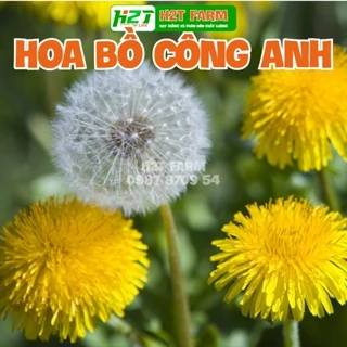 Hạt giống rau Bồ Công Anh, hoa Bồ công anh