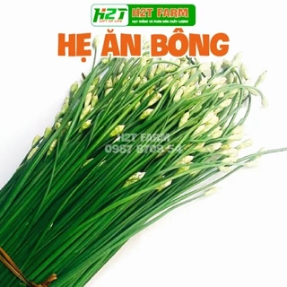 Hạt giống Hẹ Ăn Bông nảy mầm đều, trồng quanh năm (gói 1 gr)