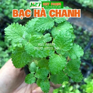 Hạt giống Bạc Hà (Húng Cây ) - H2T FARM