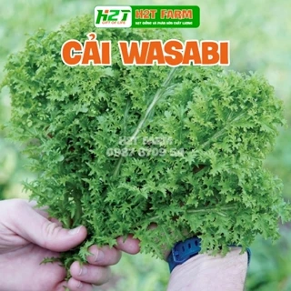 Hạt giống Cải Mù Tạt Wasabi Nhật Bản Cay nồng - 50 Hạt - Tỷ lệ nảy mầm 95%