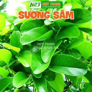 Hạt giống Sương Sâm Lông trồng quanh năm, lá dùng làm thạch (gói 10 Hạt