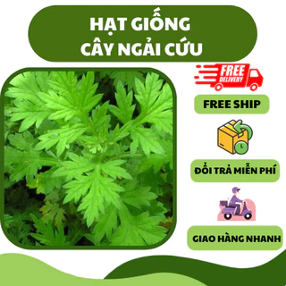 Hạt giống rau ngải cứu (50 hạt) - nhiều dinh dưỡng, chế biến ngon