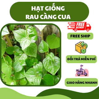 Hạt giống rau càng cua (0.5 gram) - nhiều dinh dưỡng, chế biến ngon