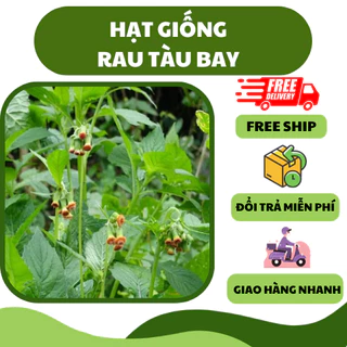 Hạt giống rau tàu bay, kim thất (20 hạt) - chế biến ngon, nhiều dinh dưỡng