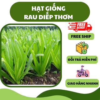 Hạt giống rau diếp thơm ngon (5 gram) - chịu nhiệt tốt, dễ trồng