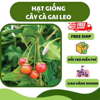 Hạt giống cây cà gai leo (50 hạt) - dược liệu, thanh mát, tốt cho sức khoẻ