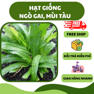 Hạt giống rau ngò gai thơm ngon (2 gram) - dễ trồng, nảy mầm nhanh