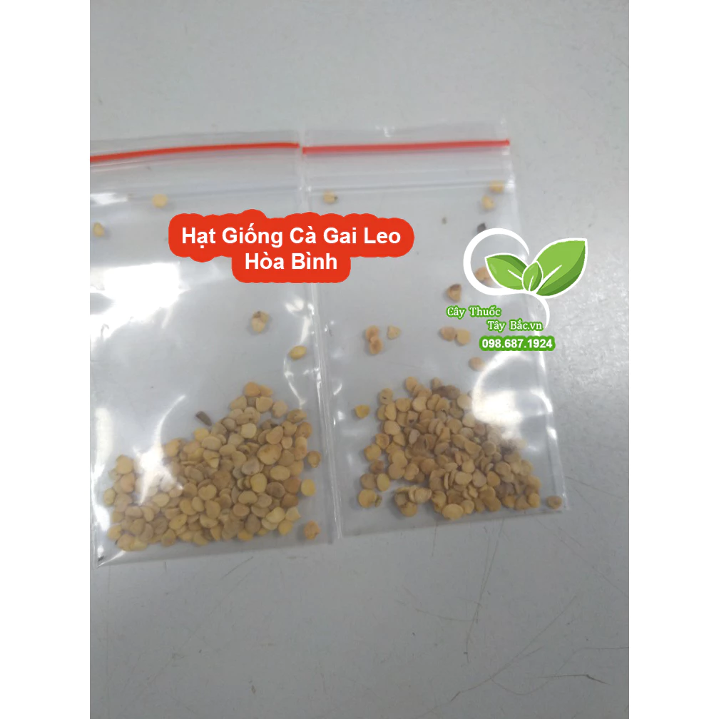 Hạt giống cây cà gai leo ( CÂY DƯỢC LIỆU )