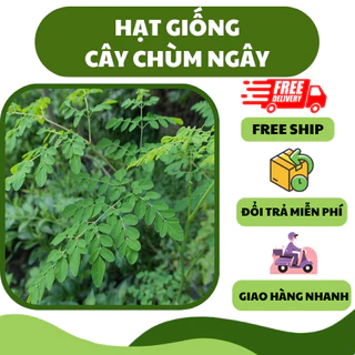 Hạt giống cây chùm ngây (2 gram) - nhiều dinh dưỡng, dễ trồng