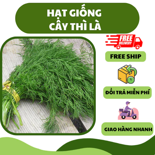 Hạt giống rau thì là bốn mùa (10 gram) - thơm ngon, dễ trồng, cho năng suất cao