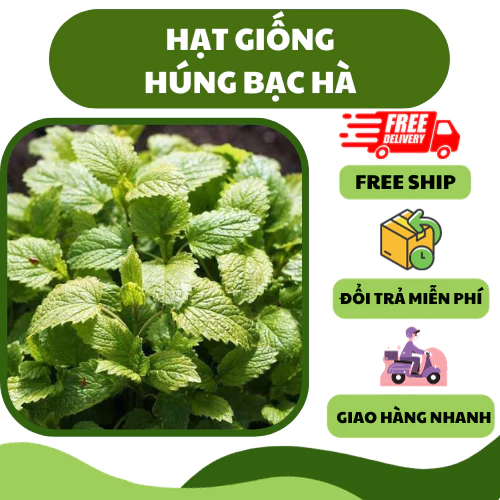 Hạt giống rau húng bạc hà, húng lũi (0.1 gram) - vị cay mát, thơm ngon