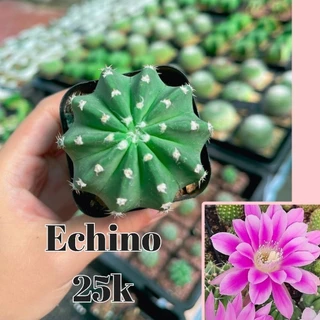 Xương rồng echino hoa hồng 5cm