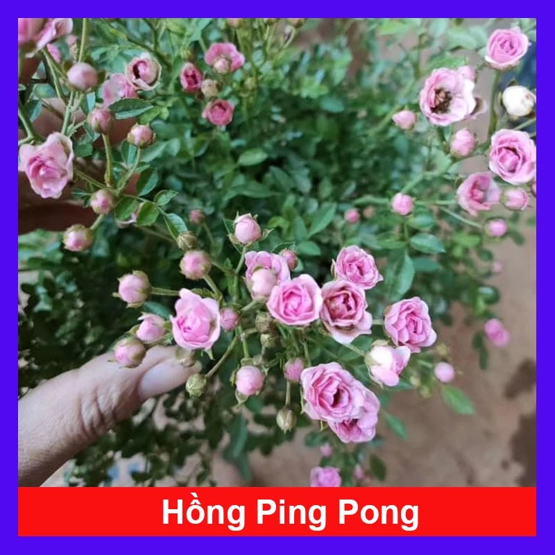 Hoa hồng ngoại mini pingpong siêu đẹp - hoa hồng pingpong , hoa nhỏ siêu nụ cực hot - inbonsai.com
