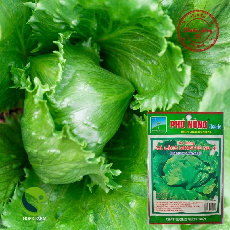 Hạt Giống Rau Xà Lách Búp Minetto - Gói 2g - Lettuce Minetto