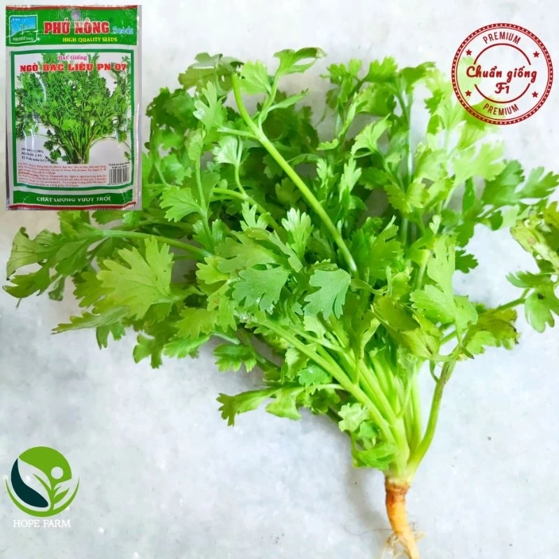 Hạt giống Ngò Bạc Liêu Phú Nông- Gói 20g - Coriander Bac Lieu