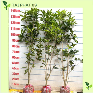 cây mộc hương ta giống (Ảnh thật)  cao 1mét2- 1m5