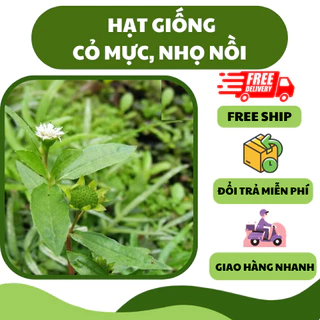 Hạt giống cây cỏ mực, nhọ nồi (50 hạt) - dược liệu, tốt cho sức khoẻ