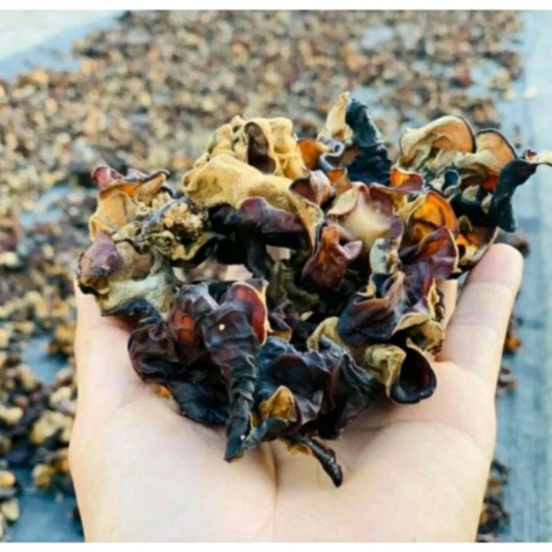 Mộc nhĩ rừng - Sùng Bầu