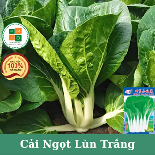 Hạt giống cải ngọt trắng lùn Đài Loan chịu nhiệt