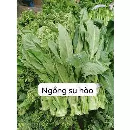 10GR HẠT GIỐNG CẢI LÀN CẢI NGỒNG SU HÀO