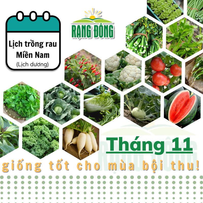 Hạt giống Rau Củ Quả trồng theo mùa ở miền NAM, tháng 11 này trồng rau gì? - Hạt giống Rạng Đông