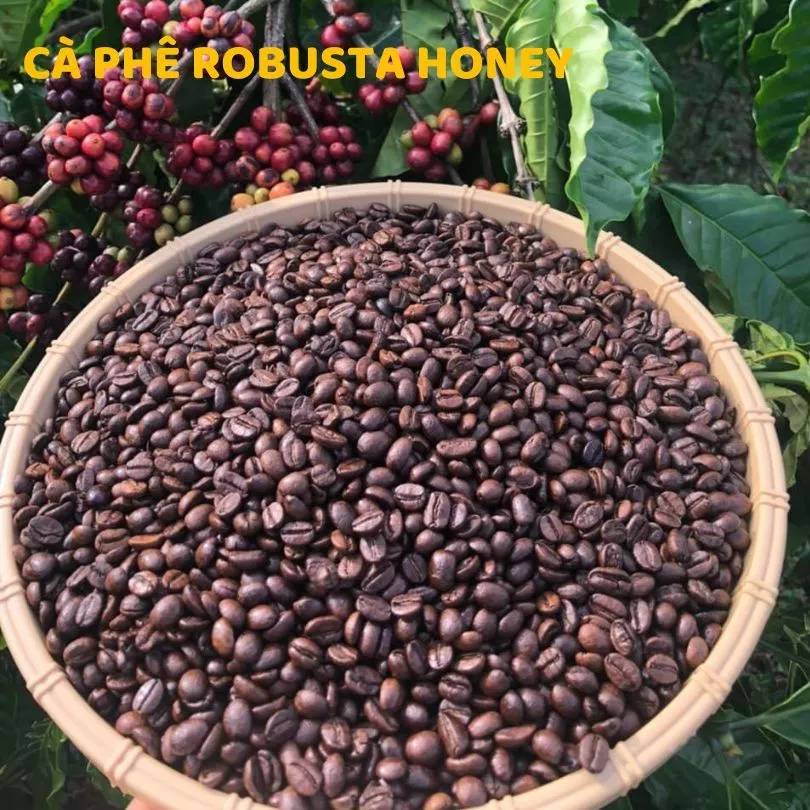 Cà phê hạt rang mộc nguyên chất 100%  Robusta BMT