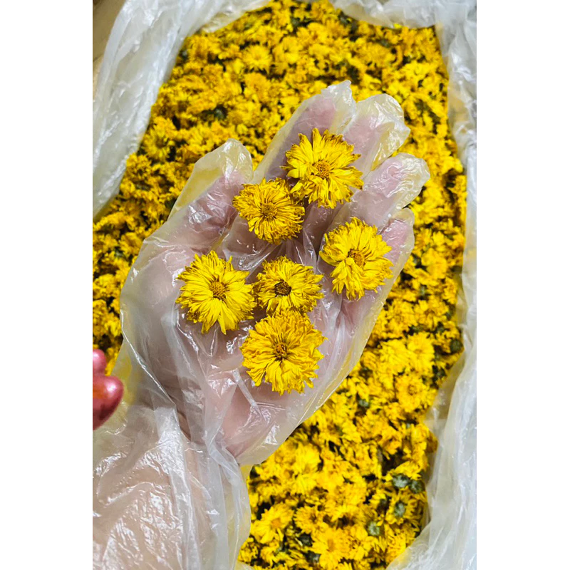 Hoa cúc vàng 100gr đẹp nguyên bông