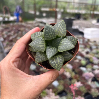 cây sen đá Haworthia Vi Mạch size nhở 4-5cm, cây cảnh trang trí nhà cửa THUANPHAT GARDEN