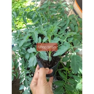 Hỏa tốc cây cà chua Beef ươm bầu như hình, chụp tại vườn tp HCM