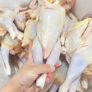 Gà ri tươi không đầu nặng khoảng 1,2kg (Ship hỏa tốc HCM)