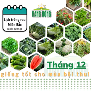 Hạt giống Rau Củ Quả trồng theo mùa ở miền BẮC, tháng 12 trồng rau gì để năng suất cao? - Hạt giống Rạng Đông