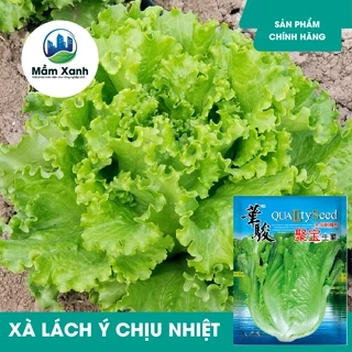 Hạt giống xà lách Ý giòn ngọt chịu nhiệt hàng nhập khẩu