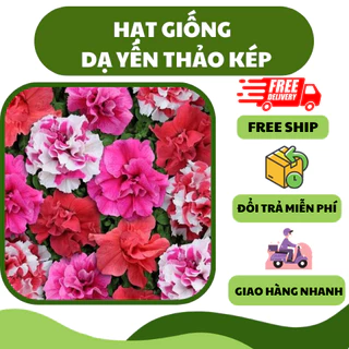 Hạt giống hoa dạ yến thảo kép nhiều màu (20 hạt) - hoa đẹp, trồng sân vườn, làm cảnh