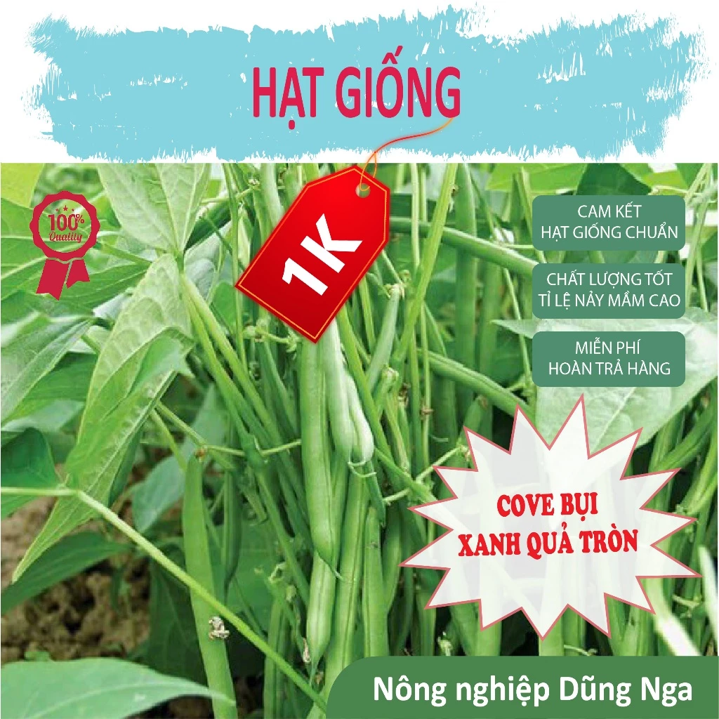 Deal 1K - 15 Hạt giống đậu cove quả tròn lùn (đậu cove bụi xanh) - Dũng Nga Seeds