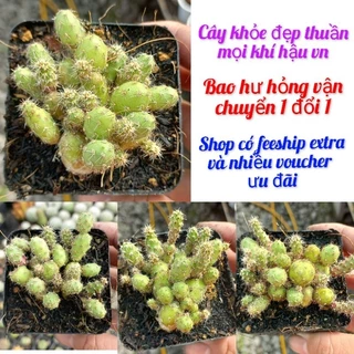 Xương rồng trứng rắn bụi (size chậu 7cm)