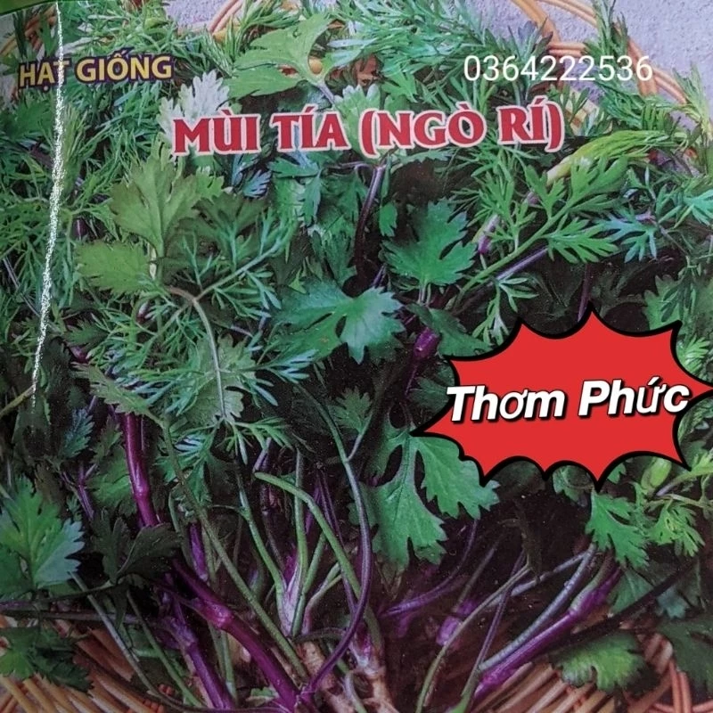 20 gr  Hạt Giống Mùi Tía ( Ngò Rí) Cực thơm, rất dễ trồng