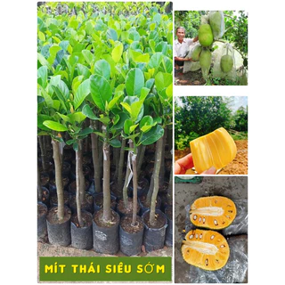 Mít thái siêu sớm dễ trồng, trồng 10 tháng có trái