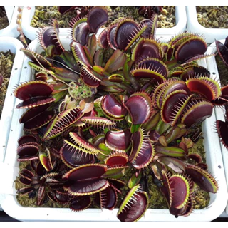 cây bẫy kẹp maroon monster, venus flytrap  maroon monster