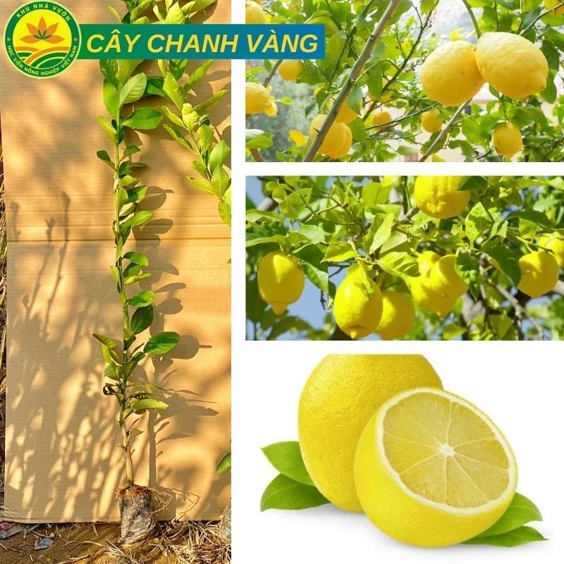 COMBO 2 CÂY GIỐNG CHANH VÀNG MỸ (chanh tây)