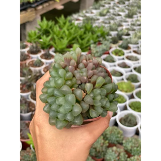 Sen đá Haworthia Kim cương size 7-8cm Hư 1 Đổi 1