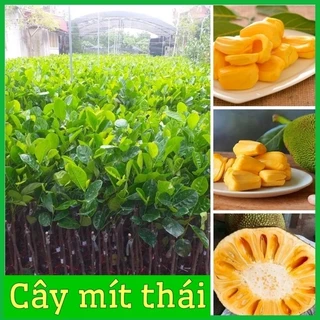 CÂY GIỐNG MÍT THÁI SIÊU SỚM CHO QUẢ SAU 16 THÁNG(tặng kèm phân bón lót)